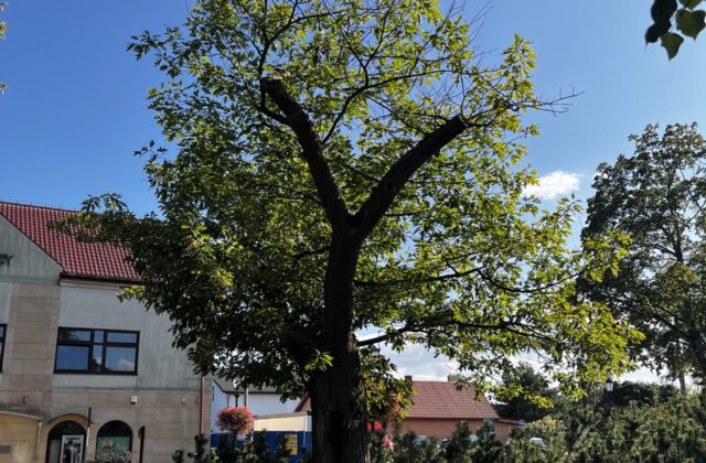 Dąb Wolności w pionowym kadrze, w tle budynek Urzędu Gminy Nieporęt