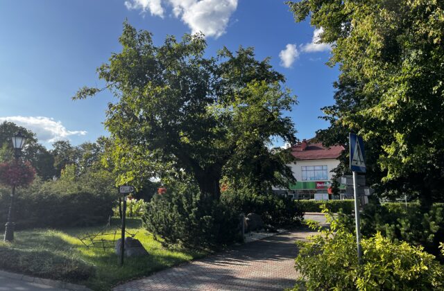Korona Dębu Wolności nad alejką na Placu Wolności w Nieporęcie