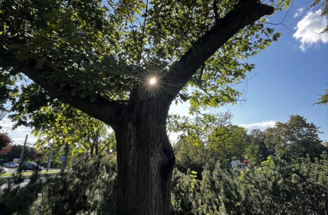 Pień i konary Dębu Wolności widziane z bliska pod słońce